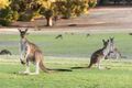 Property photo of 5 Coachmans Place Roleystone WA 6111