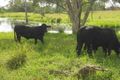 Property photo of 3168 Capricorn Highway Kalapa QLD 4702