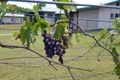 Property photo of 205 Millstream Parade Millstream QLD 4888