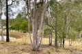 Property photo of 30 Gilgai Road Delan QLD 4671