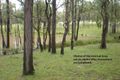Property photo of 530 Back Creek Road Cooyar QLD 4402