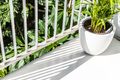 Property photo of 205/34 Wentworth Street Glebe NSW 2037