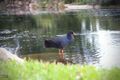 Property photo of 55 Settlers Circuit Forest Lake QLD 4078