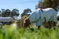 Property photo of 116 Speedy Street Molong NSW 2866