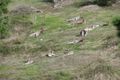 Property photo of 48 Collins Lane Yarrambat VIC 3091
