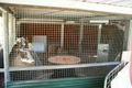 Property photo of 6 Knowles Street Dalby QLD 4405