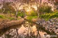 Property photo of 8 Stark Court Willyaroo SA 5255
