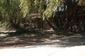 Property photo of 2 Orana Crescent Buronga NSW 2739