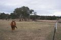 Property photo of 68 Barloo Road Invergowrie NSW 2350
