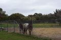 Property photo of 110 Crystal Brook Road Wattle Grove WA 6107