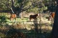 Property photo of 52 Grandview Drive South Spreyton TAS 7310