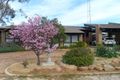 Property photo of 16 Thiele Avenue Loxton SA 5333