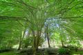Property photo of 199 Ridge Road Mount Dandenong VIC 3767