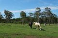 Property photo of 26 Kirchner Road Oyster Creek QLD 4674