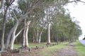 Property photo of 361 Whites Road Lota QLD 4179