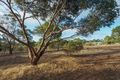 Property photo of 42-50 Richardson Road Boston SA 5607