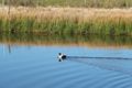 Property photo of 91 Marland Road Barkly VIC 3384