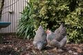 Property photo of 677 McIvor Highway Junortoun VIC 3551