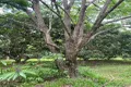 Property photo of 258 Ganyan Drive Speewah QLD 4881