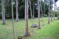 Property photo of 16 Punch Close Kuranda QLD 4881