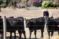 Property photo of 445 Mornington-Tyabb Road Moorooduc VIC 3933