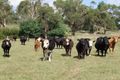 Property photo of 410 Farmers Road Dumbalk North VIC 3956