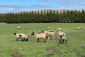 Property photo of LOT 2 Grahams Road Lancefield VIC 3435