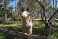 Property photo of 354 Kangaroo Gully Road Bellbowrie QLD 4070