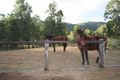 Property photo of 902B Mount Glorious Road Highvale QLD 4520