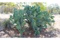 Property photo of 551 Box Ridge Road Binnaway NSW 2395
