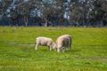 Property photo of 184 Dookie-Violet Town Road Violet Town VIC 3669