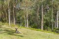 Property photo of 109 Courtenay Crescent Long Beach NSW 2536