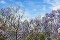 Property photo of 41/42 Lombard Street Glebe NSW 2037