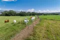 Property photo of 472 Miallo Bamboo Creek Road Bamboo QLD 4873