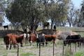 Property photo of 4482 Oxley Highway Somerton NSW 2340