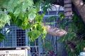 Property photo of 11 Bancroft Terrace Deception Bay QLD 4508