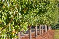 Property photo of 255 Main Creek Road Main Ridge VIC 3928