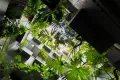 Property photo of 22/68-72 Roslyn Gardens Rushcutters Bay NSW 2011