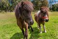 Property photo of 129 The Ridgeway Lisarow NSW 2250
