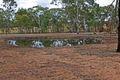Property photo of 19 Major Street Leyburn QLD 4365