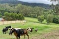 Property photo of 533A Mount Brisbane Road Mount Pleasant QLD 4521