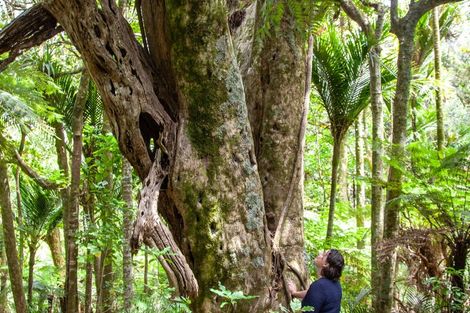 Photo of property in 1288 Manaia Road, Manaia, Coromandel, 3581