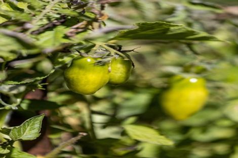 Photo of property in 568 Lepper Road Upper, Kaimiro, Inglewood, 4386