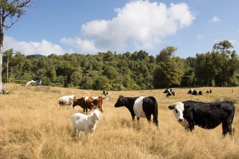 Photo of property in 1046 Work Road, Whakamarama, 3181