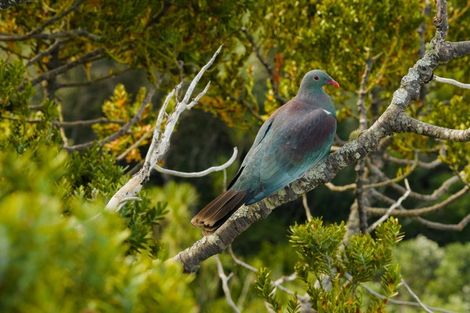 Photo of property in 1024 Takatu Road, Tawharanui Peninsula, Matakana, 0986