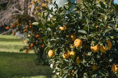 Photo of property in 426 Te Rahu Road, Poroporo, Whakatane, 3192