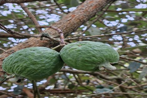 Photo of property in 42-44 Cheshire Street, Cannons Creek, Porirua, 5024