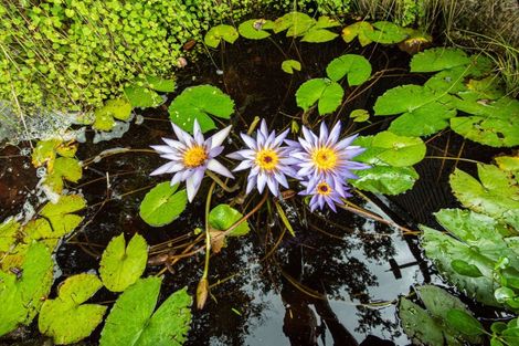 Photo of property in 9 Halcyon Place, Whau Valley, Whangarei, 0112