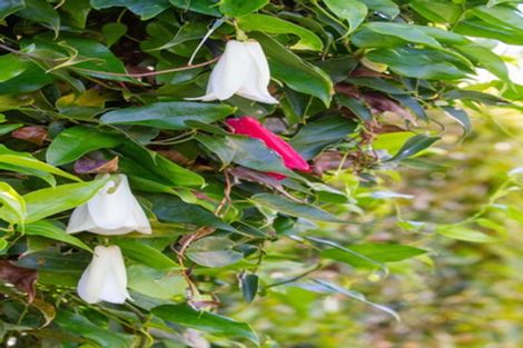 Photo of property in 9 Kaharoa Avenue, Omokoroa, 3114