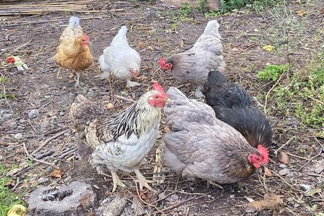 Photo of property in 17 Dacre Street, Linwood, Christchurch, 8062